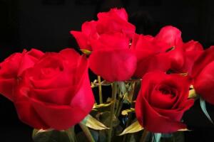 <b>19朵玫瑰花的花语是什么，从一而忠/爱到永久</b>